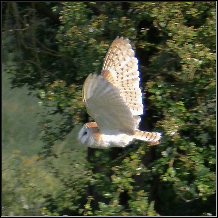 Barn Owl, Great Doddington.