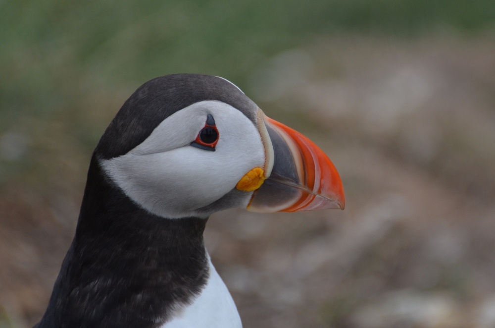 Puffin, Staple Island