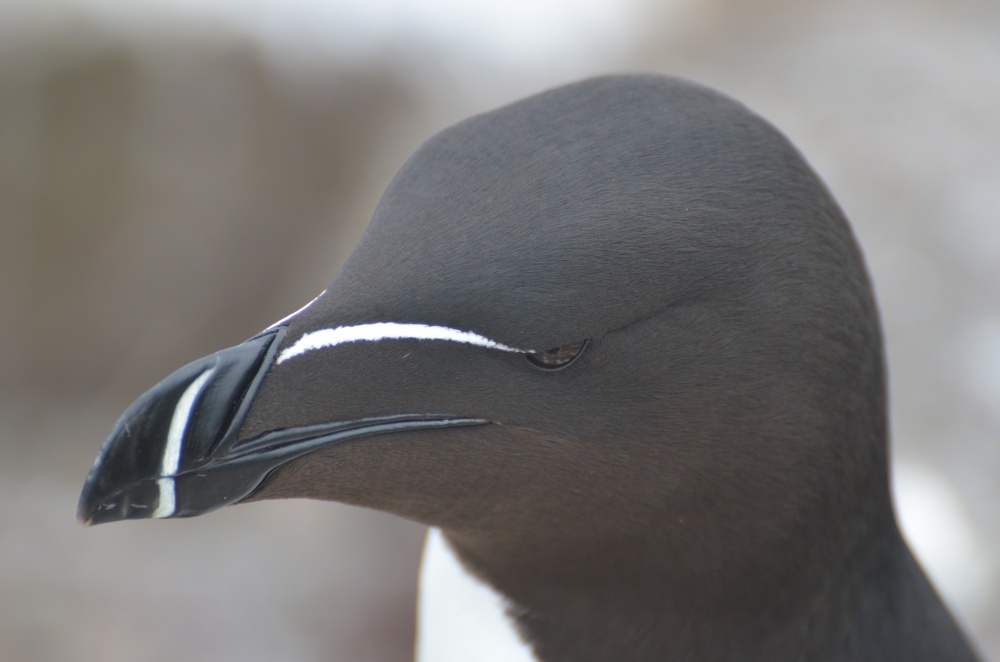 Razorbill, Inner Farne