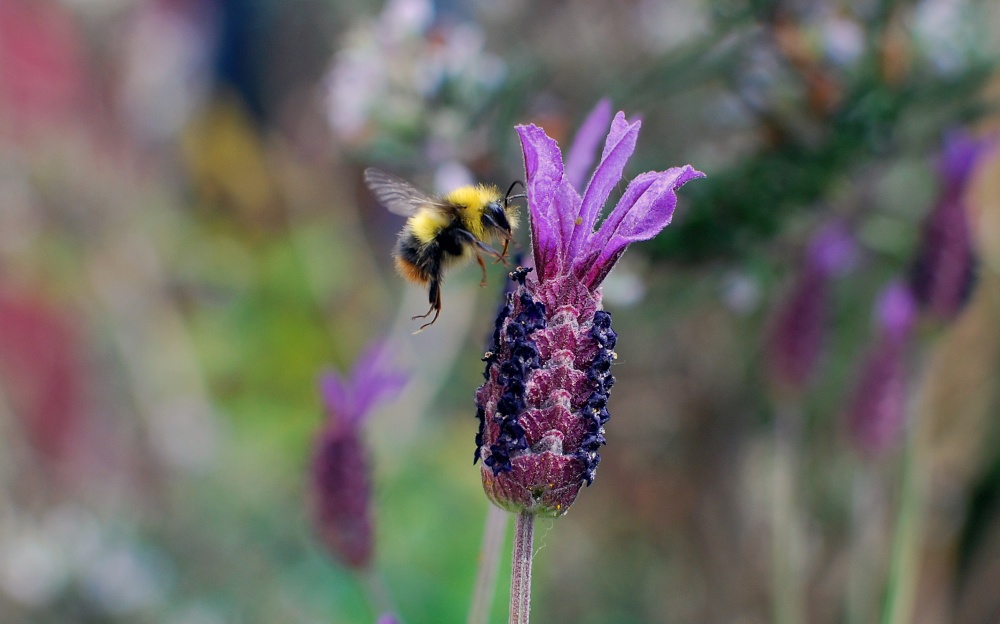Bumble Bee and Lavender at Roker