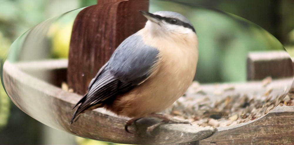 Nuthatch through lens