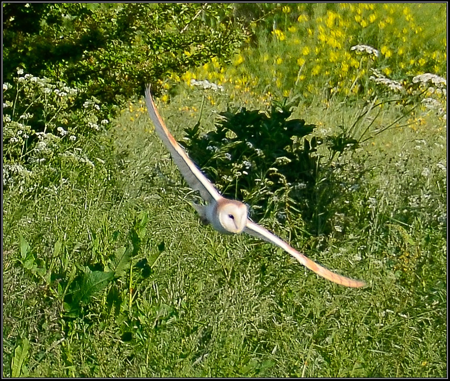 Barn Owl again, Great Doddington.