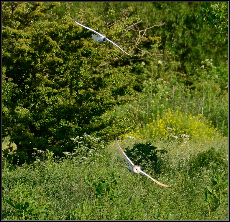 Harried Owl, Great Doddinton.
