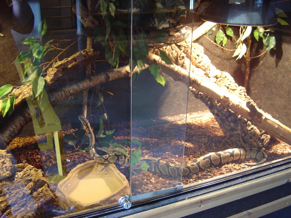 Liberty's Owl, Raptor and Reptile Centre