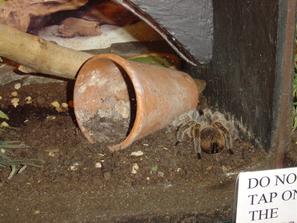 Liberty's Owl, Raptor and Reptile Centre