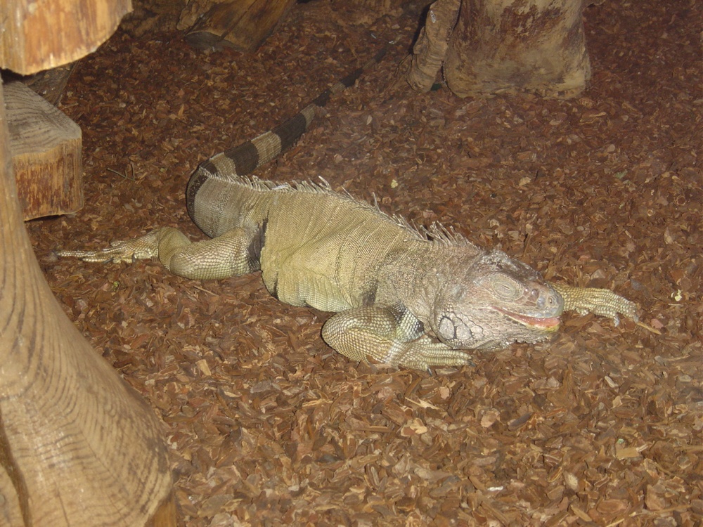 Liberty's Owl, Raptor and Reptile Centre