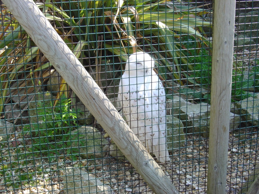 Photograph of Liberty's Owl, Raptor and Reptile Centre