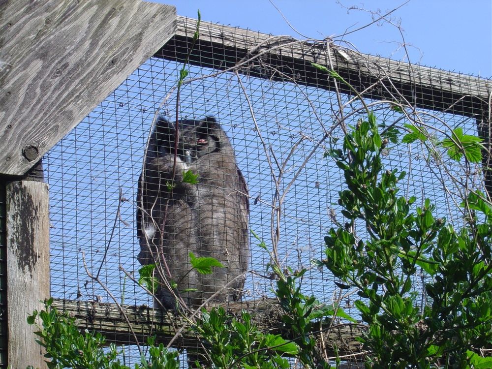 Photograph of Liberty's Owl, Raptor and Reptile Centre