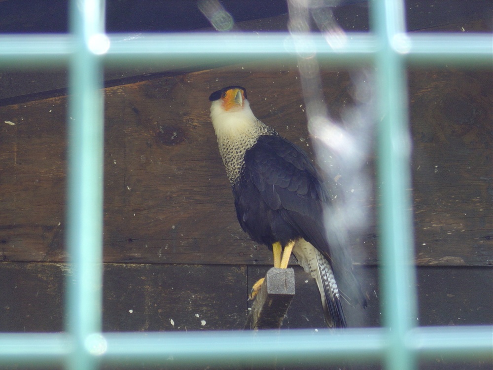 Liberty's Owl, Raptor and Reptile Centre