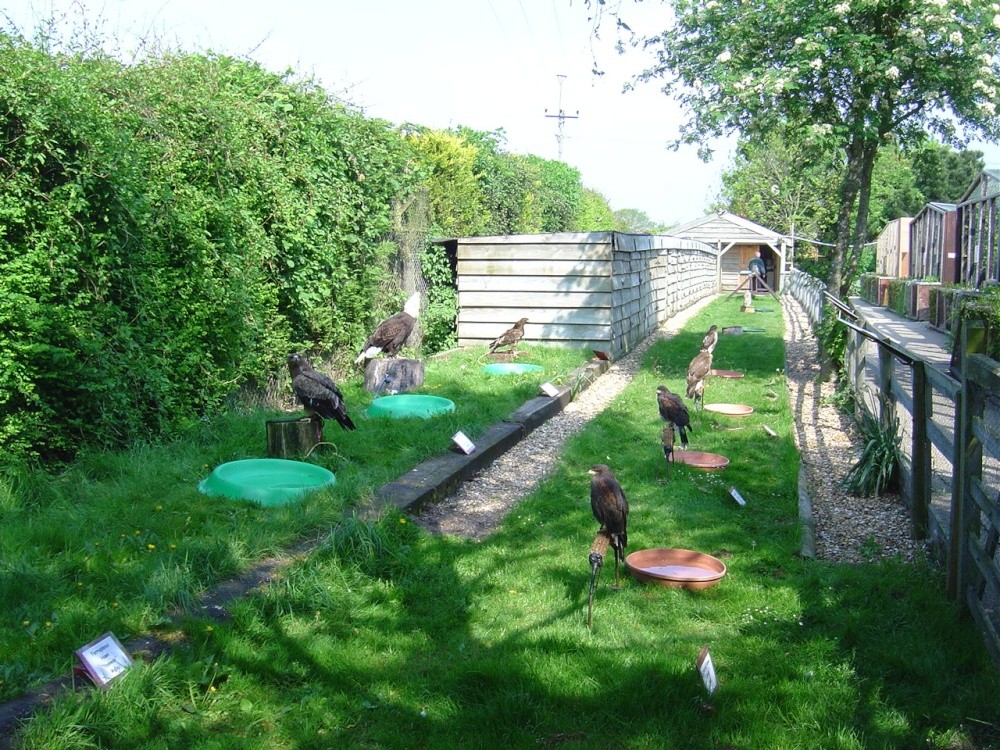 Liberty's Owl, Raptor and Reptile Centre