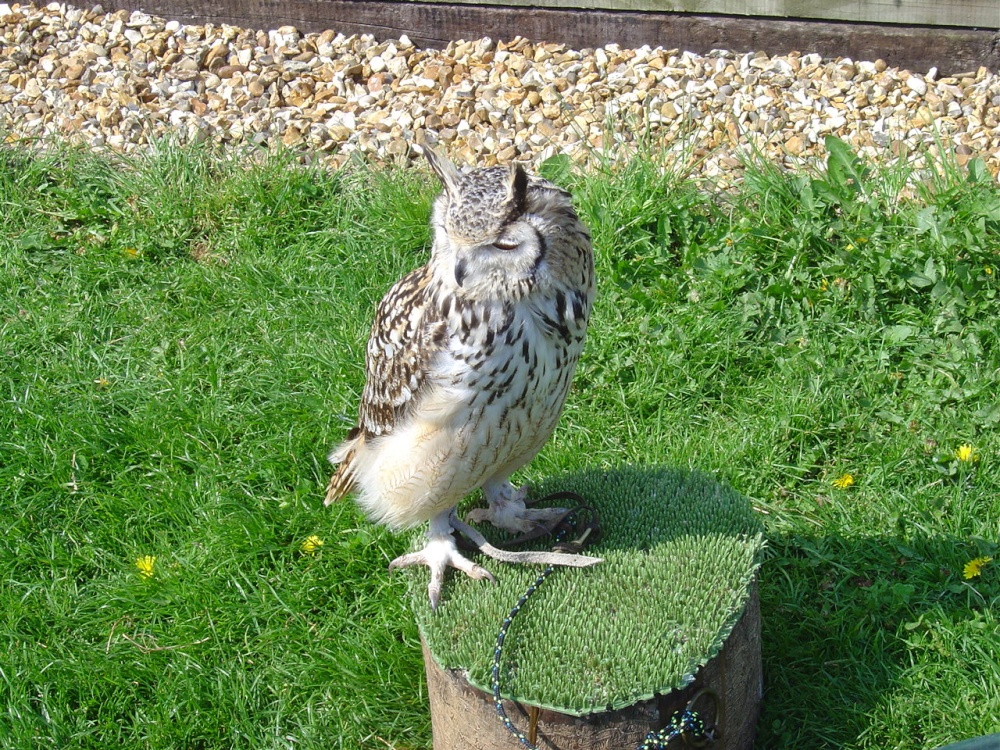 Liberty's Owl, Raptor and Reptile Centre