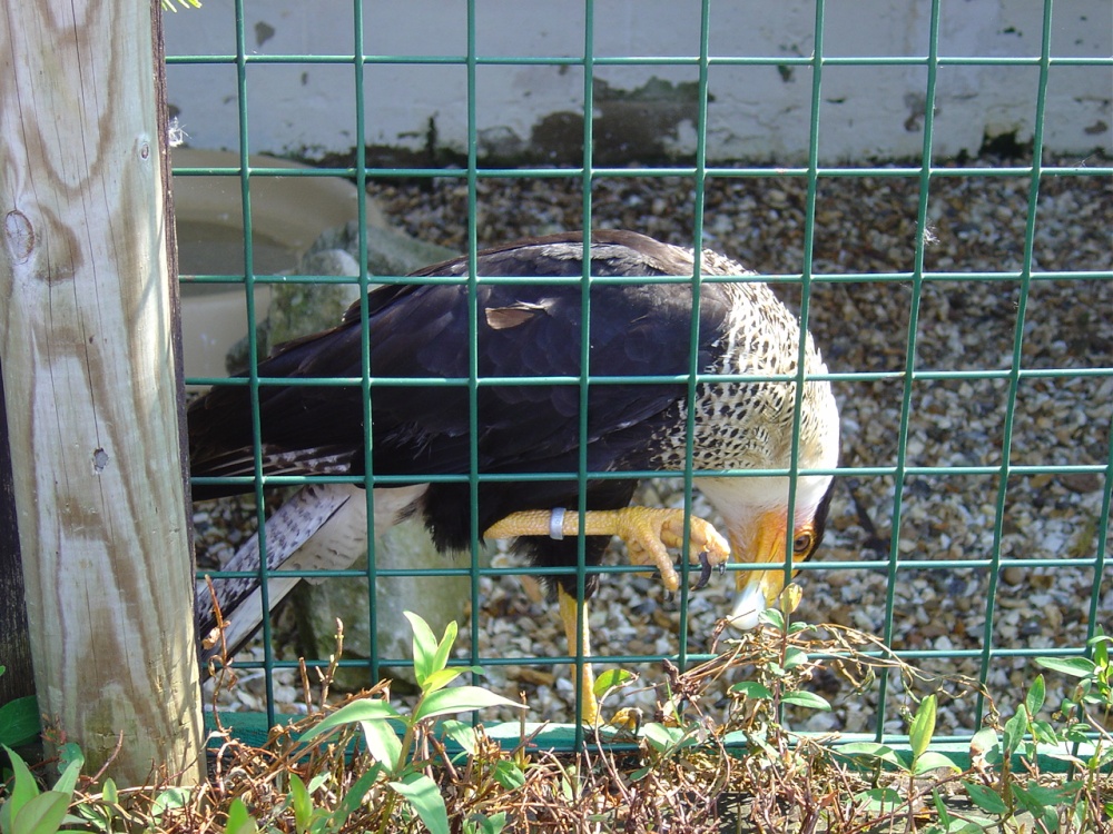 Liberty's Owl, Raptor and Reptile Centre