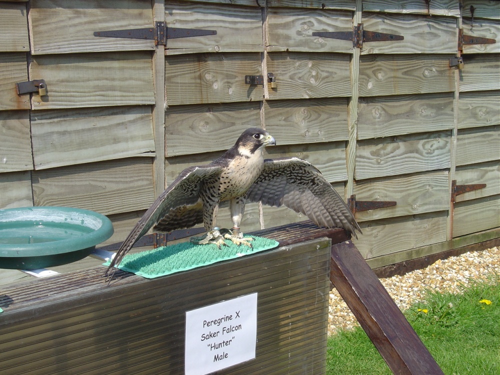 Liberty's Owl, Raptor and Reptile Centre