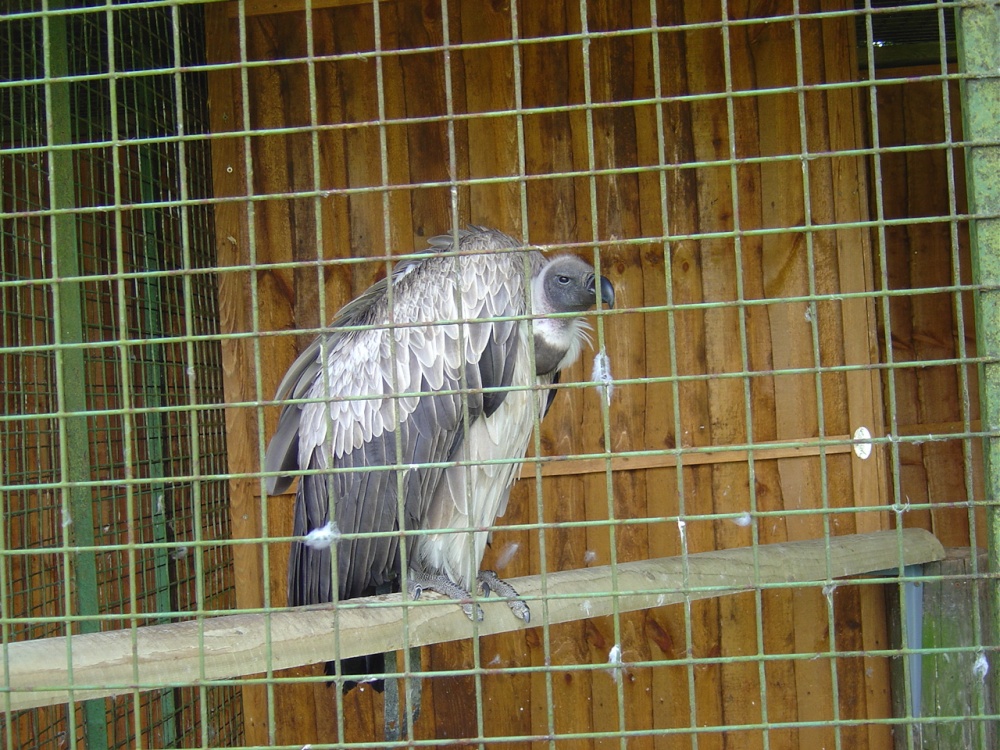 Liberty's Owl, Raptor and Reptile Centre