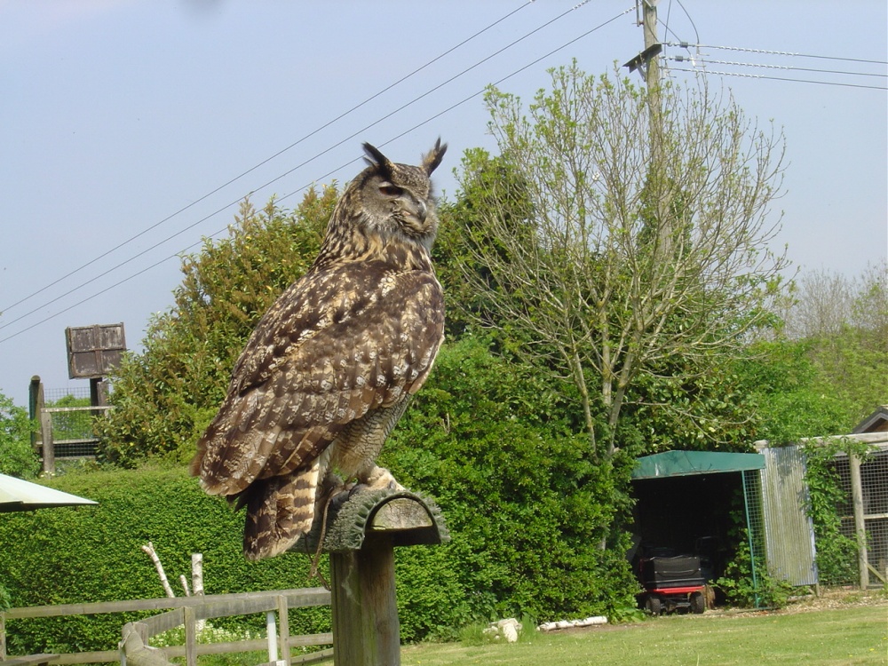 Liberty's Owl, Raptor and Reptile Centre