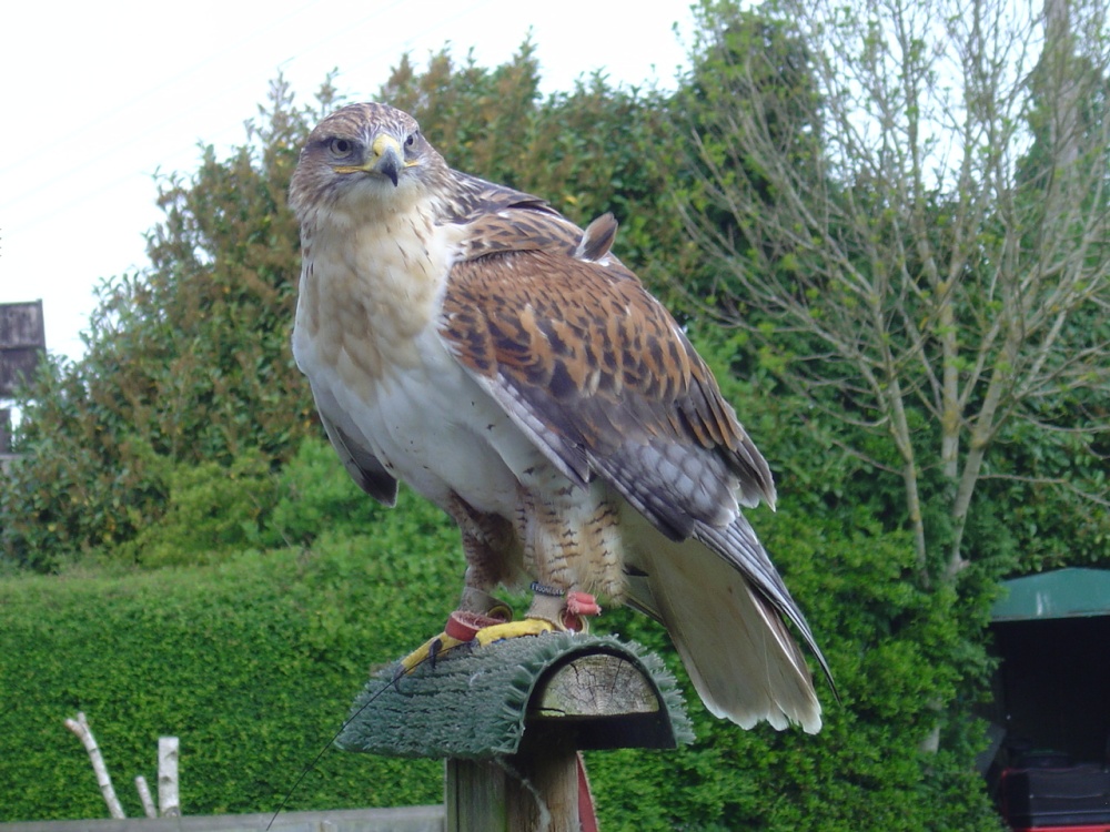 Liberty's Owl, Raptor and Reptile Centre