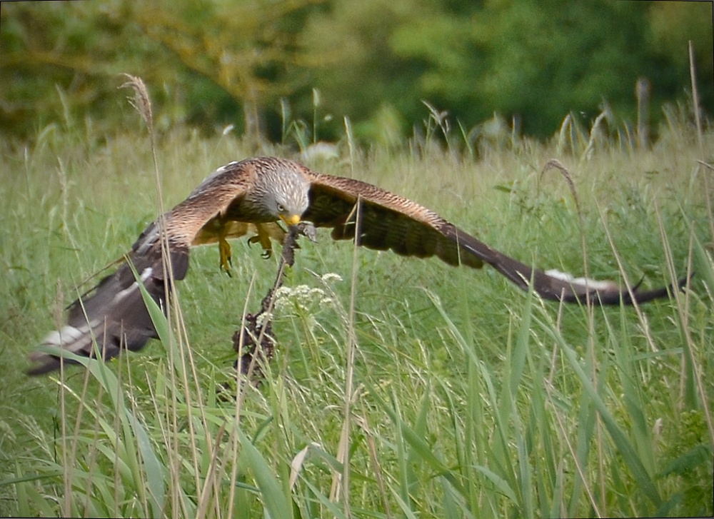 Photograph of Red Kite, Pilton.