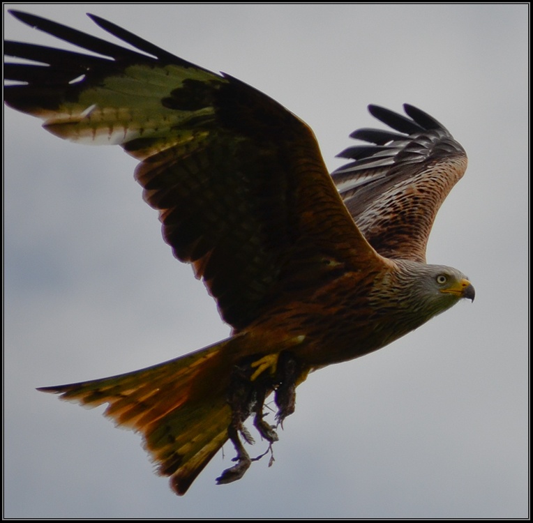 Photograph of Red Kite, Pilton.