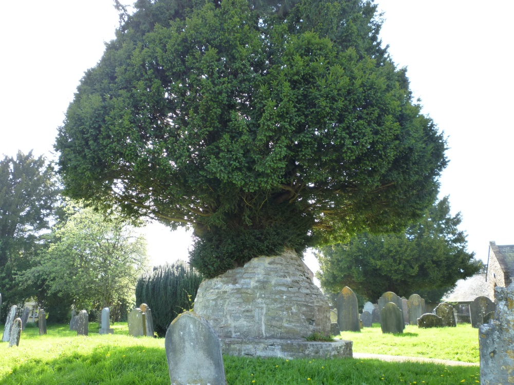 Photograph of In Churchyard at Wiveliscombe