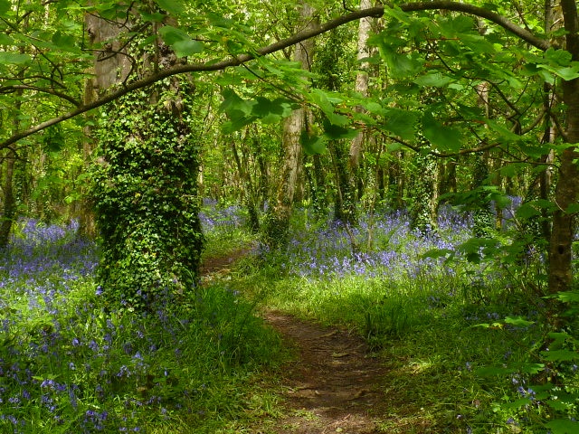 Way through the woods at Tehidy Country Park, Cornwall