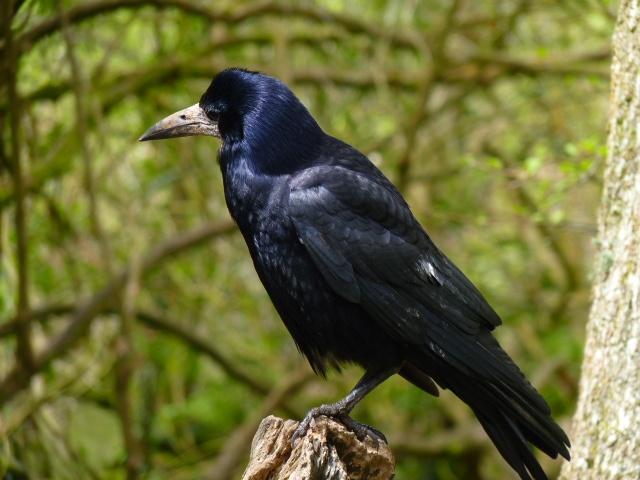 Rook at Tehidy Country Park, Cornwall