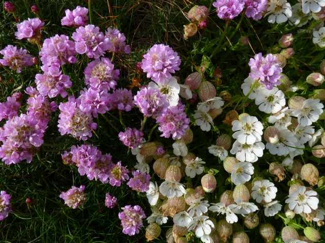 Sea Campion and thrift on the cliffs at Mullion Cove, Cornwall