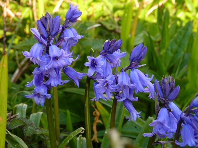 Bluebells grow in profusion on the Cornish coast.  Here at Mullion.