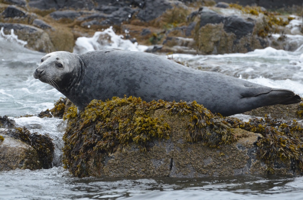 Grey Seal, Farne Islands