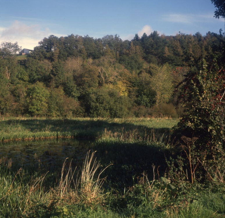 Autumn tints at The Bishops Ponds, Abergwili