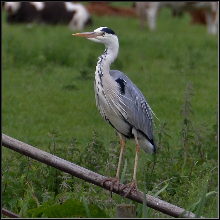 Handsome Heron, Cotterstock.