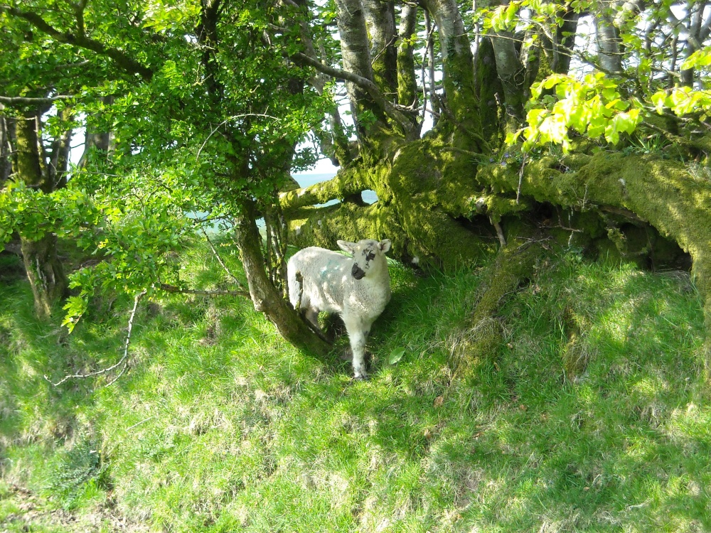 Exmoor National Park, Simonsbath