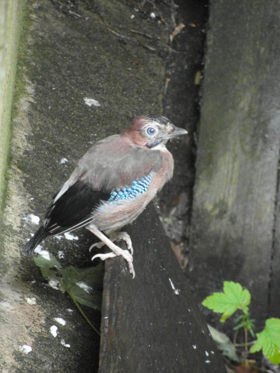 I will master this flying lark!