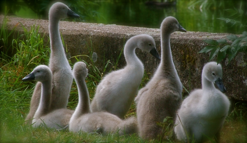 Signets on Grantham canal Gamston Nottingham