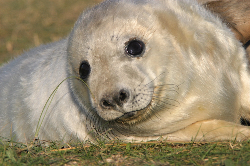Baby grey seal at Donna Nook, Lincolnshire