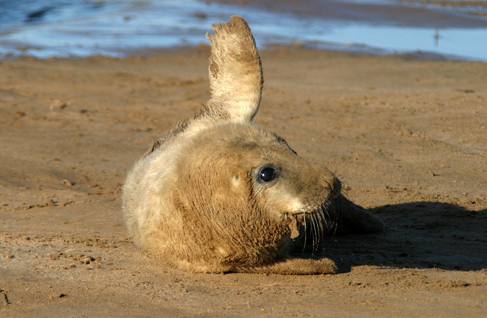 Grey Seal at Donna Nook, Lincolnshire