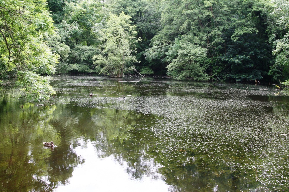 C S Lewis's lake in Risinghurst