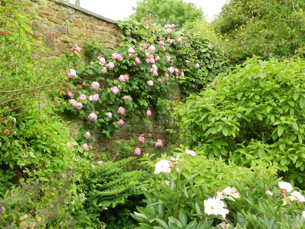 Brook Cottage Gardens, June 2011 photo by Cees Zeelenberg