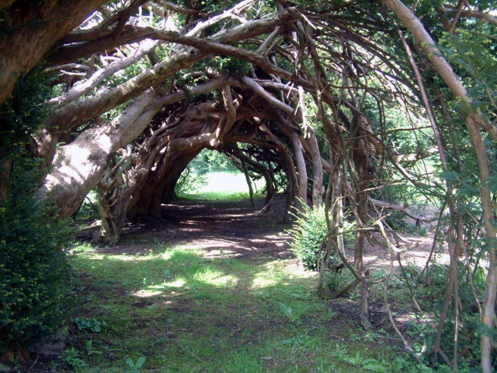 The Yew Tree photo by P. G. Wright
