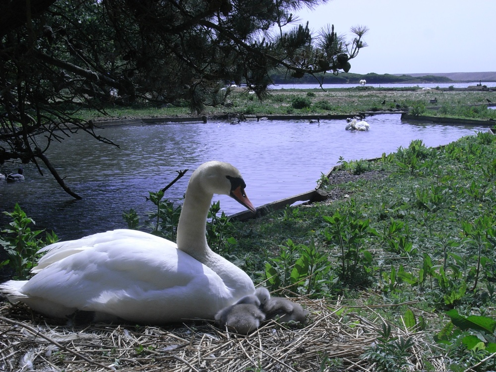 Photograph of A view at Abbotsbury