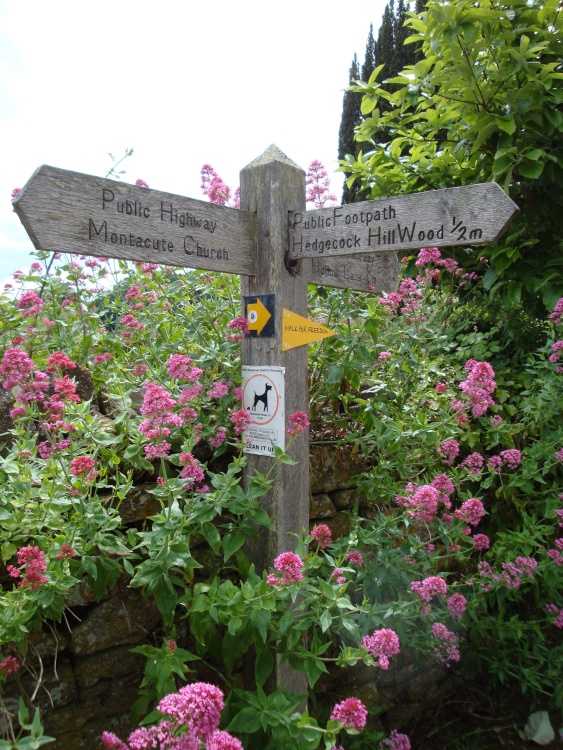 Montacute June 2008