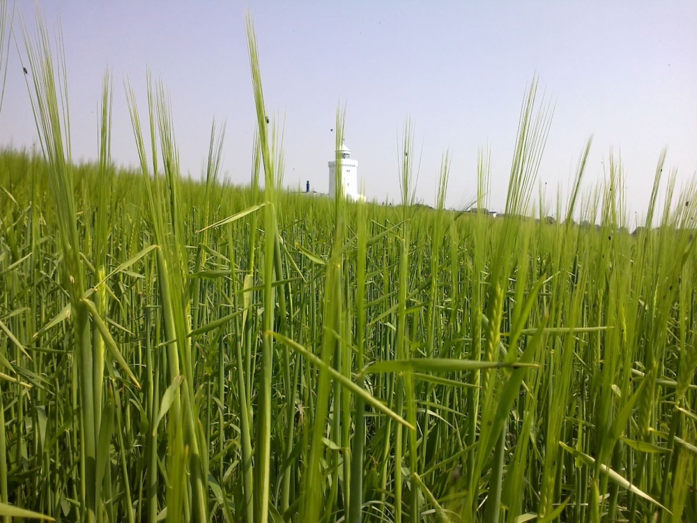 South Foreland Lighthouse, St Margaret's at Cliffe