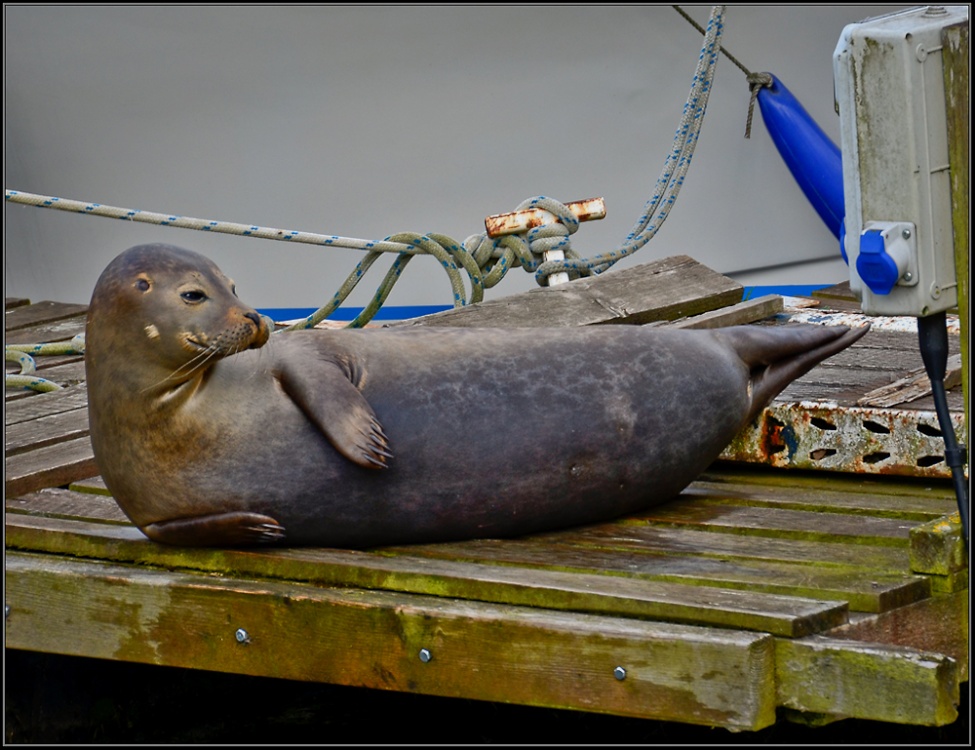 Chilling out in Earith.
