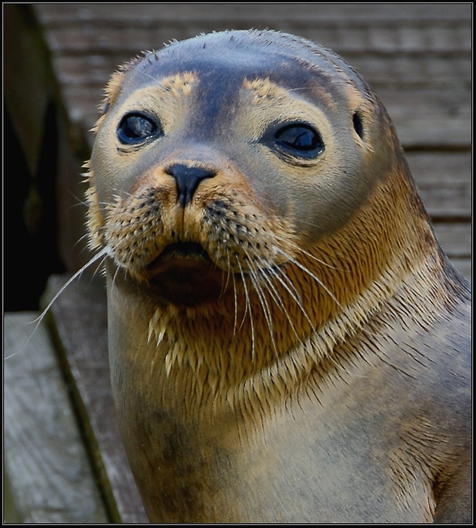'Wild and free' in Earith.