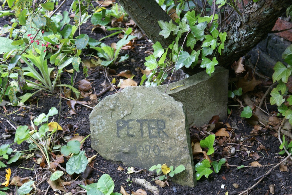 Peter the Peacock at Crook Hall