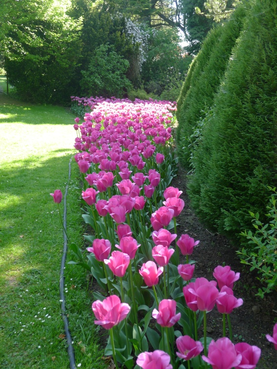 Tulips at Constable Burton Hall Gardens