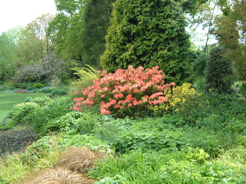 Beth Chatto Gardens, May 2001