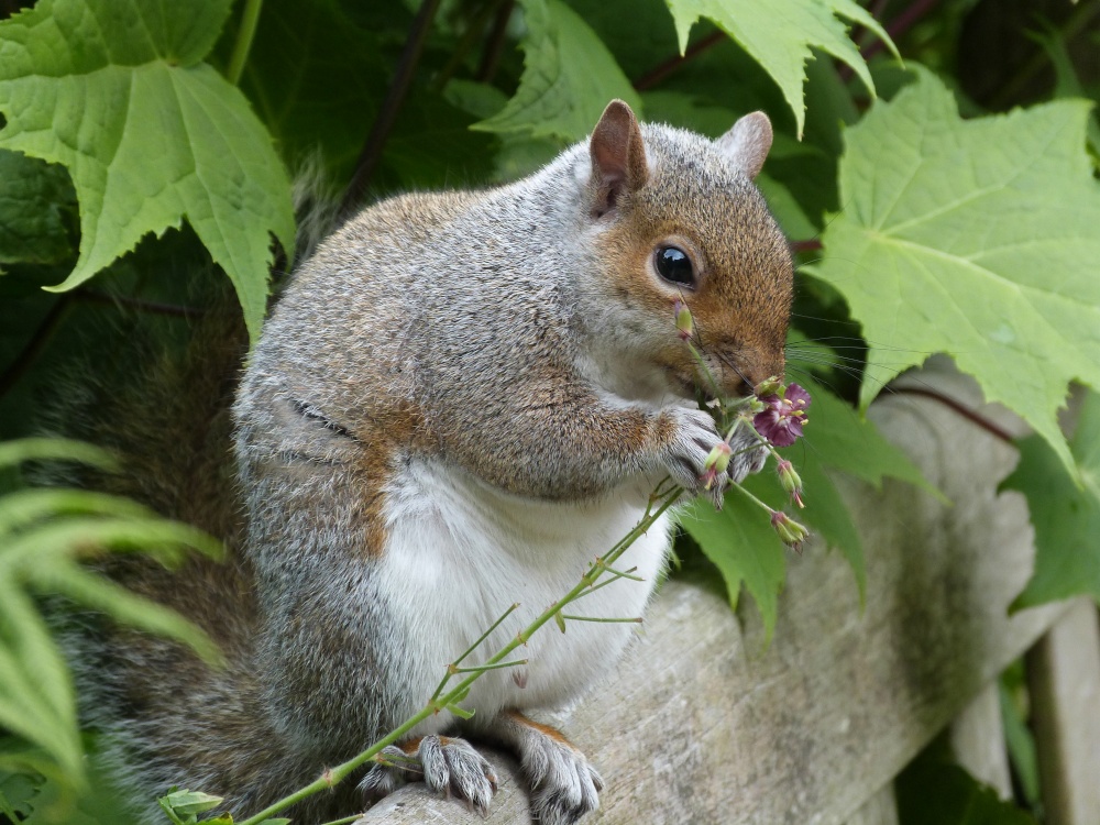 Calderstones Park, Liverpool