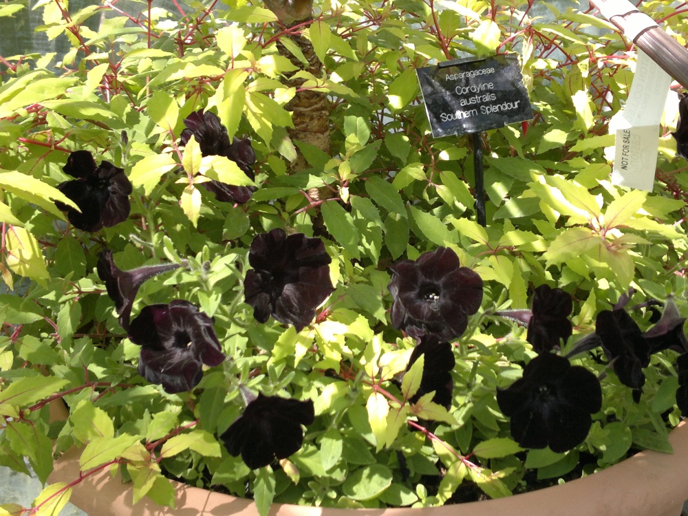 At Easton Flower Show