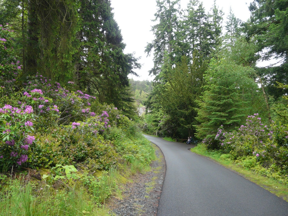 Rhododendrons on the estate drive
