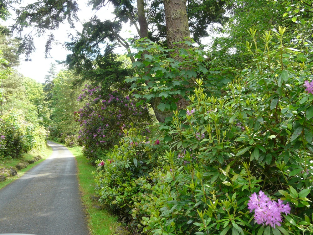 Cragside House, rhododendrons